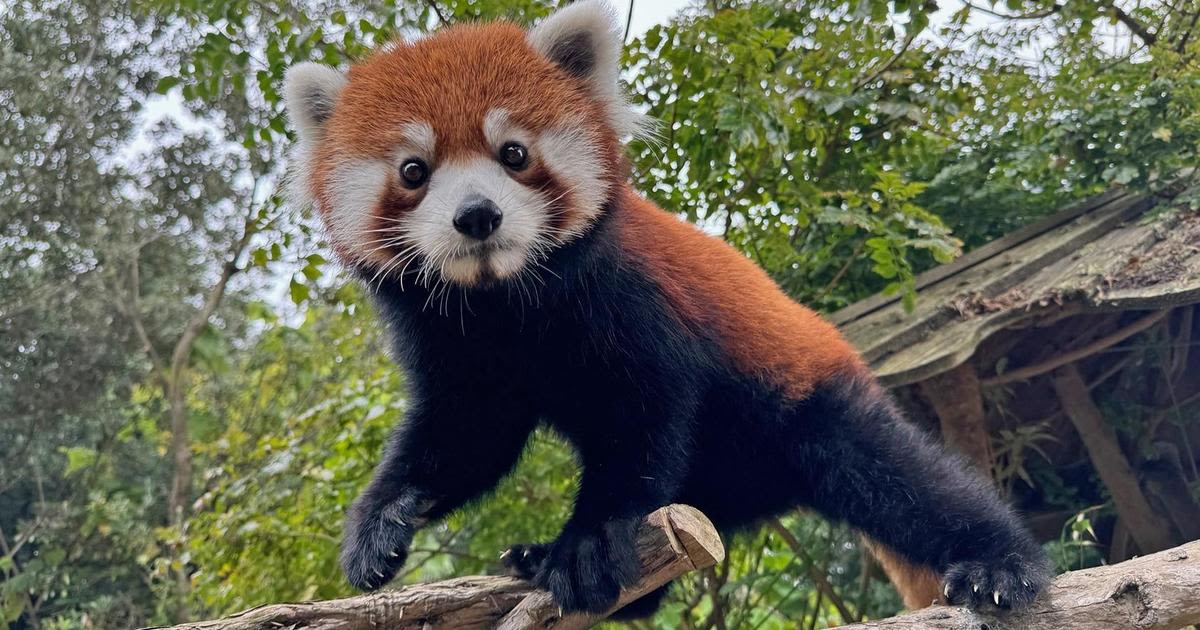 San Francisco Zoo welcomes young female red panda named Little Mebo