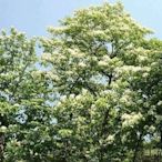 ╭＊田尾玫瑰園＊╯ 優質樹木(油桐花)移植袋-高4-5尺