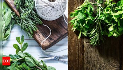 8 Smart ways to clean and store fresh herbs without preservatives - Times of India