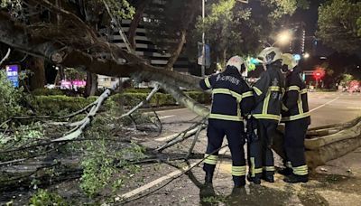 北市敦化國小門口路樹傾倒 幸未釀傷亡和車損