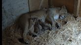 Watch: Three endangered lion cubs born at London Zoo