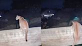 ¡Terror total! Captan puma dentro de casa en California