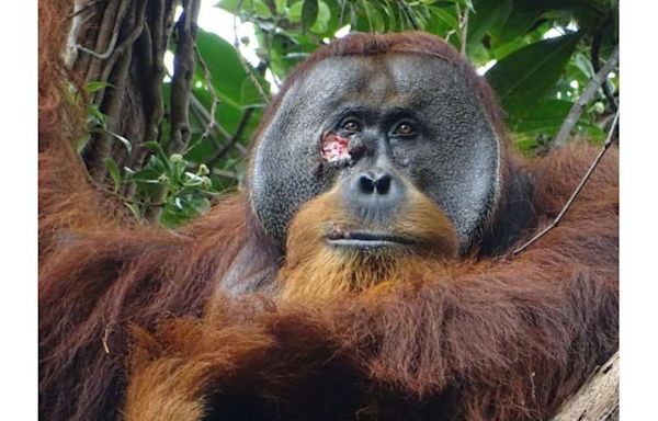 Orangutan seen treating wound with traditional medicine in first for wild animals