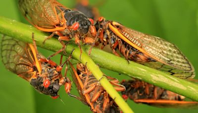 How will cicadas affect my garden? Here's what to know as the emergence begins