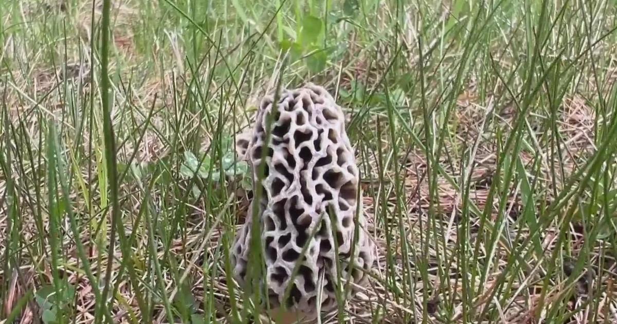 What to know about Michigan's morel mushroom season