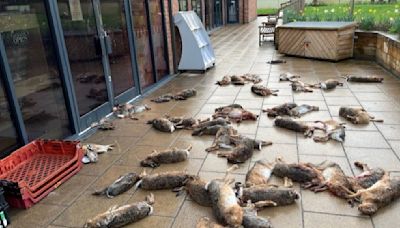 Man charged after 50 dead animals and birds dumped outside shop | ITV News