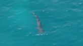 Spanish police share footage of shark after sighting prompts closure of popular tourist beach for two days
