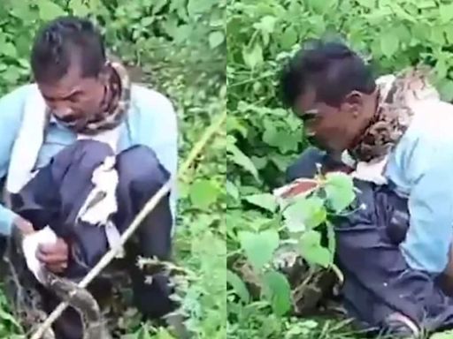 15-feet Python Grabs MP Villager by the Neck, Tries to Swallow Him Alive | Watch Viral Video - News18