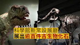 科學館展出過百件古生物化石 觀眾化身偵探追查恐龍死因