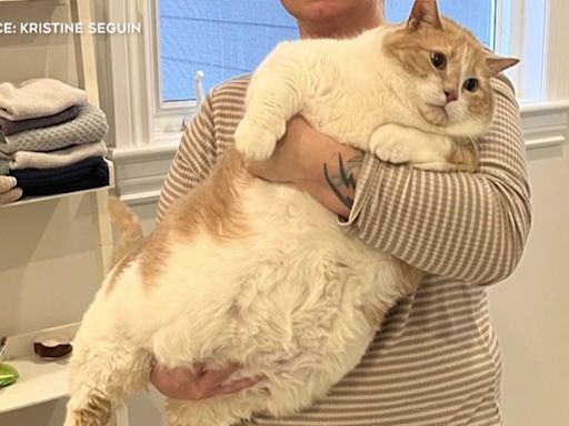 胖貓減重影片社群爆紅！ 4個月減4.5公斤