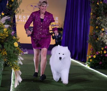 Tommy Tomlinson’s ‘Dogland’ is about the Westminster Dog Show. Beneath the surface, it’s about connection
