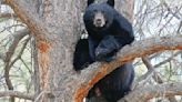 Bears are awake and looking for food; do your part to remain ‘bear aware’ in 2024