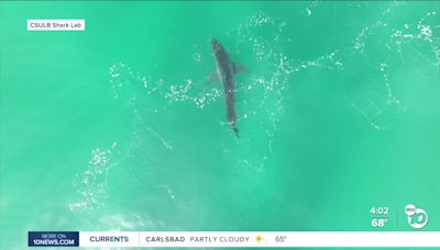 Shark expert: You are less likely to be attacked in these San Diego areas