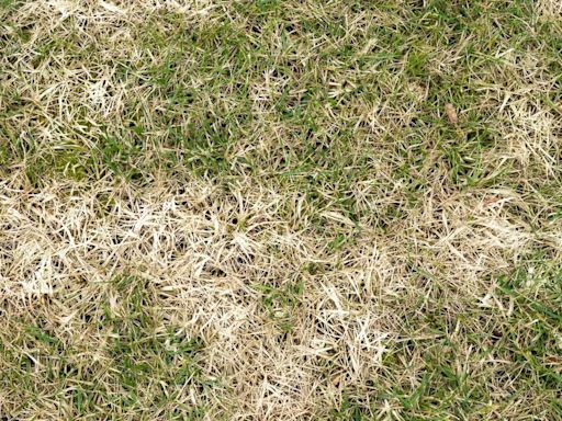 Lawn care mistake people make in the summer will cost you your fresh green grass