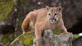 Mountain Lion Stalks California Neighborhood: WATCH YOUR PETS | V101.1 | DC
