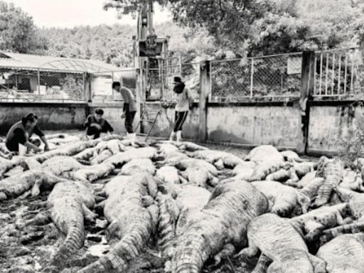 Typhoon Yagi Forces Crocodile Farmer To Electrocute 125 Reptiles In Thailand - News18