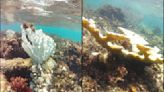 UNAM alerta sobre blanqueamiento y muerte de corales en México