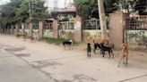 Dogs on prowl in Panipat, 45 need vaccination daily