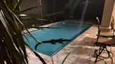 'Latiu ferozmente': Cachorro faz casal encontrar jacaré de três metros em piscina de casa na Flórida; veja vídeo