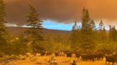 B.C. rancher rides toward 'wall of flame' to rescue cows from 5,000-hectare wildfire