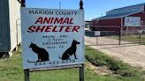 Pee Dee animal shelter ‘begging’ for fosters amid upcoming renovations