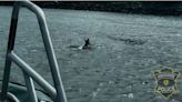 Video shows deer swimming across Cape Cod Canal - Boston News, Weather, Sports | WHDH 7News
