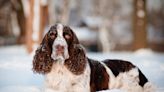 Dog Home After Surviving 60 Days in Snowy Wales Mountains