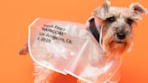 All the Best Halloween Costumes for Your Four-Legged Friend Right This Way