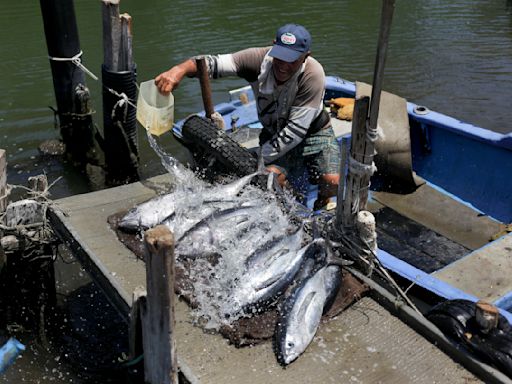 Cuba: pescadores rinden homenaje a Hemingway y salen al mar a capturar un pez aguja