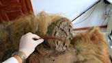 Woolly mammoth DNA exceptionally preserved in freeze-dried 'jerky'