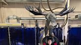 Moose of Steel: See how this teen welded a 'beast of a project' | CBC News
