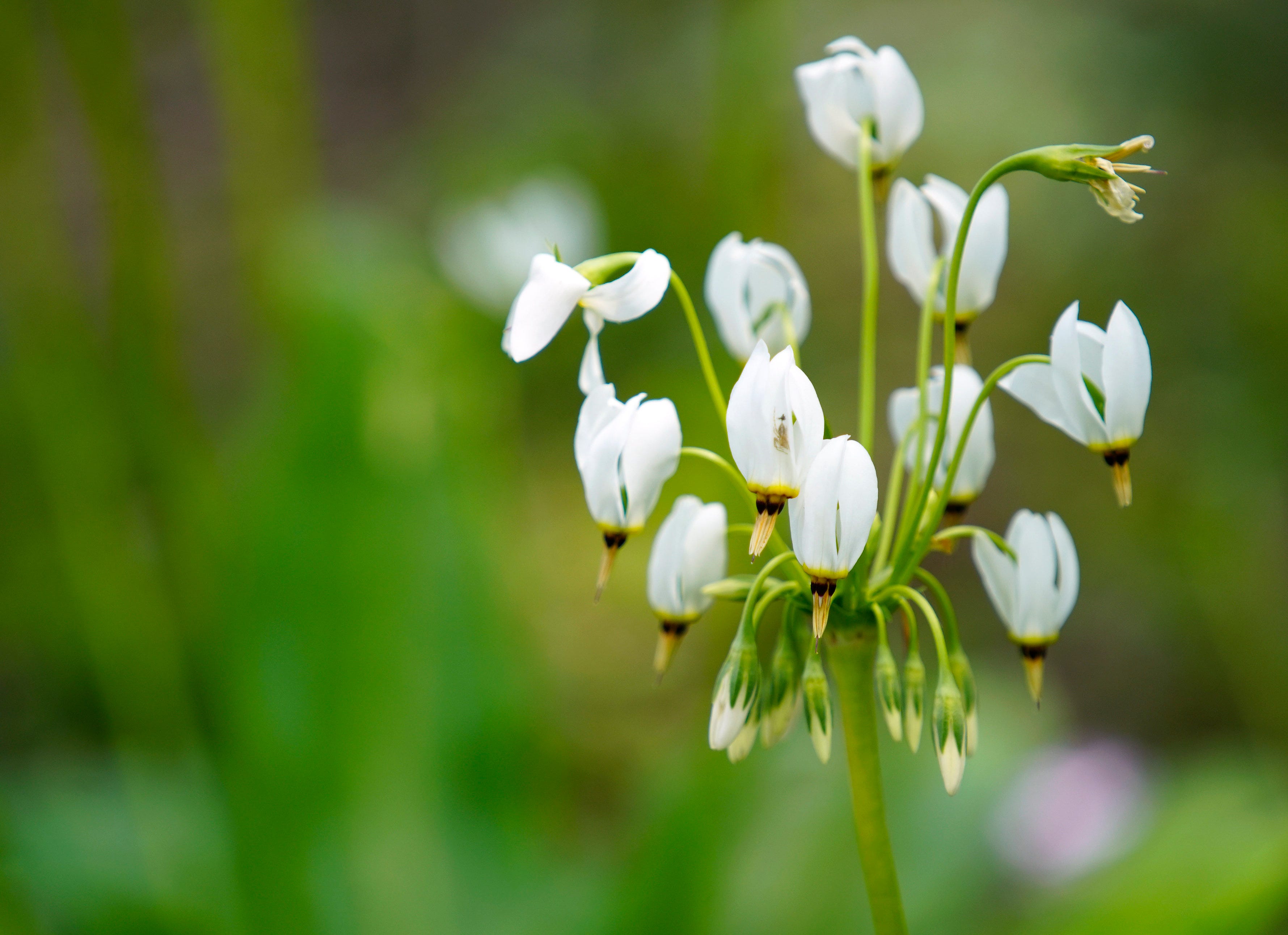 What's Cincinnati's pollen count? Allergy risk could be high for Memorial Day weekend