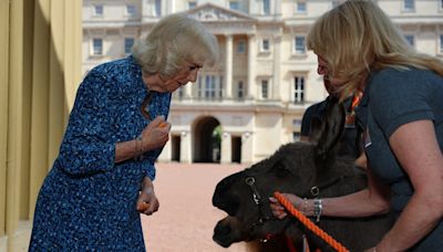 Queen Camilla feeds donkeys and horses at Buckingham Palace reception