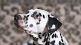 Woman pet sitting for "neediest" rescue dog she's ever met melts hearts