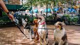 Dog-friendly restaurants? These spots in North Carolina rank among the nation’s best