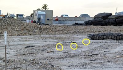 Least terns nesting again on causeway