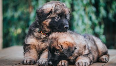 Cat Dad Rescues and Finds Homes for 9 Puppies He Found on the Side of the Road