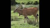 Antelope that kicks escapes from the zoo — and Massachusetts officials can’t find it