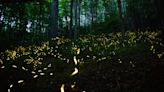 Didn't win the synchronous fireflies lottery for 2024? How to see them without a pass