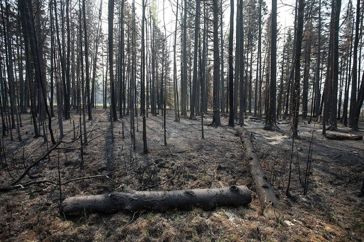 Start of Canada’s wildfire season better than last year, risk remains high