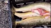 Video reveals moment fisherman gets outed as cheater who stuffed weights in winning catches