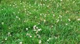 What Is A Clover Lawn? Here's What To Know About Growing One.