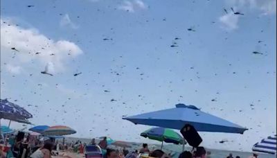 Video: Dragonfly Swarm Surprises Beachgoers At Misquamicut State Beach In US