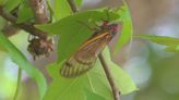 What are singing cicadas and why are they in Arkansas?