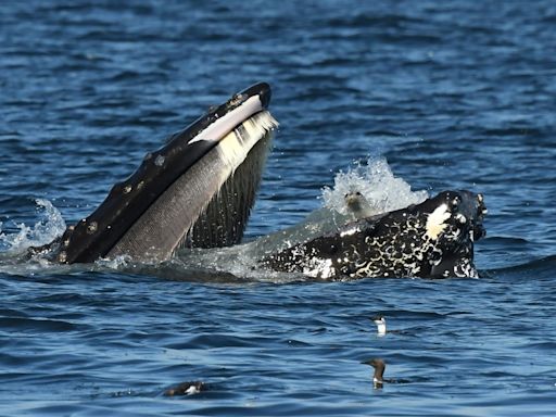 Humpback whale spits out bewildered seal, naturalist’s photo shows