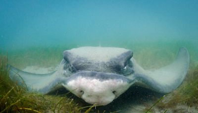 Venomous stingrays are swimming off California coast. Here’s how to avoid getting stung