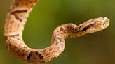 Researcher Steps on 100 Pit Vipers (For Science!)