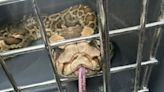 Colombiano se encartó con serpiente gigante que tenía de mascota y la entregó