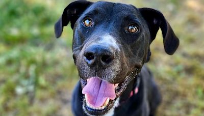 PET OF THE WEEK: Meet Charlie Brown the fun-loving pit mix at Haven Humane!