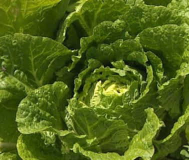 Wet, hot weather has caused 'exponential' crop growth. Local farmers say that's a mixed blessing